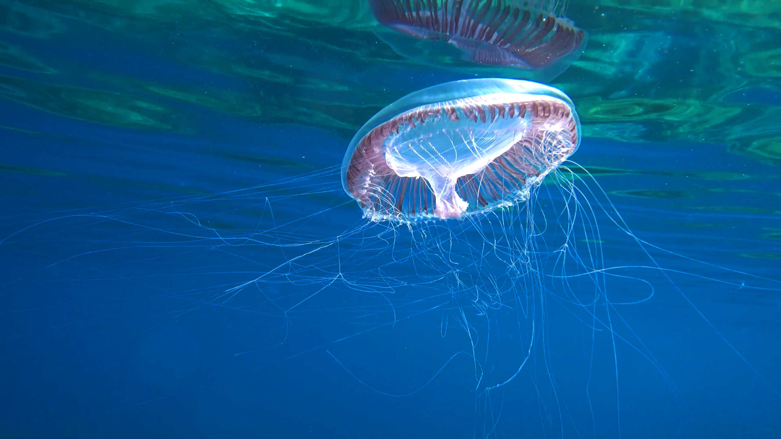 Sinqtq stihiq - Vukadinov (7).jpg