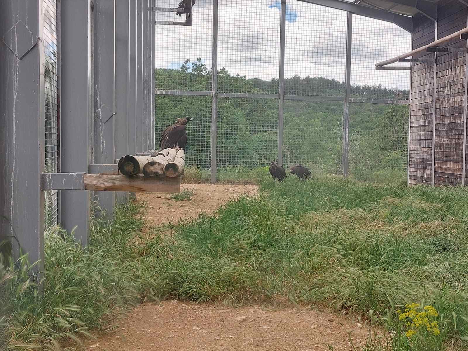 Dobromir_Dobrev (2).jpg