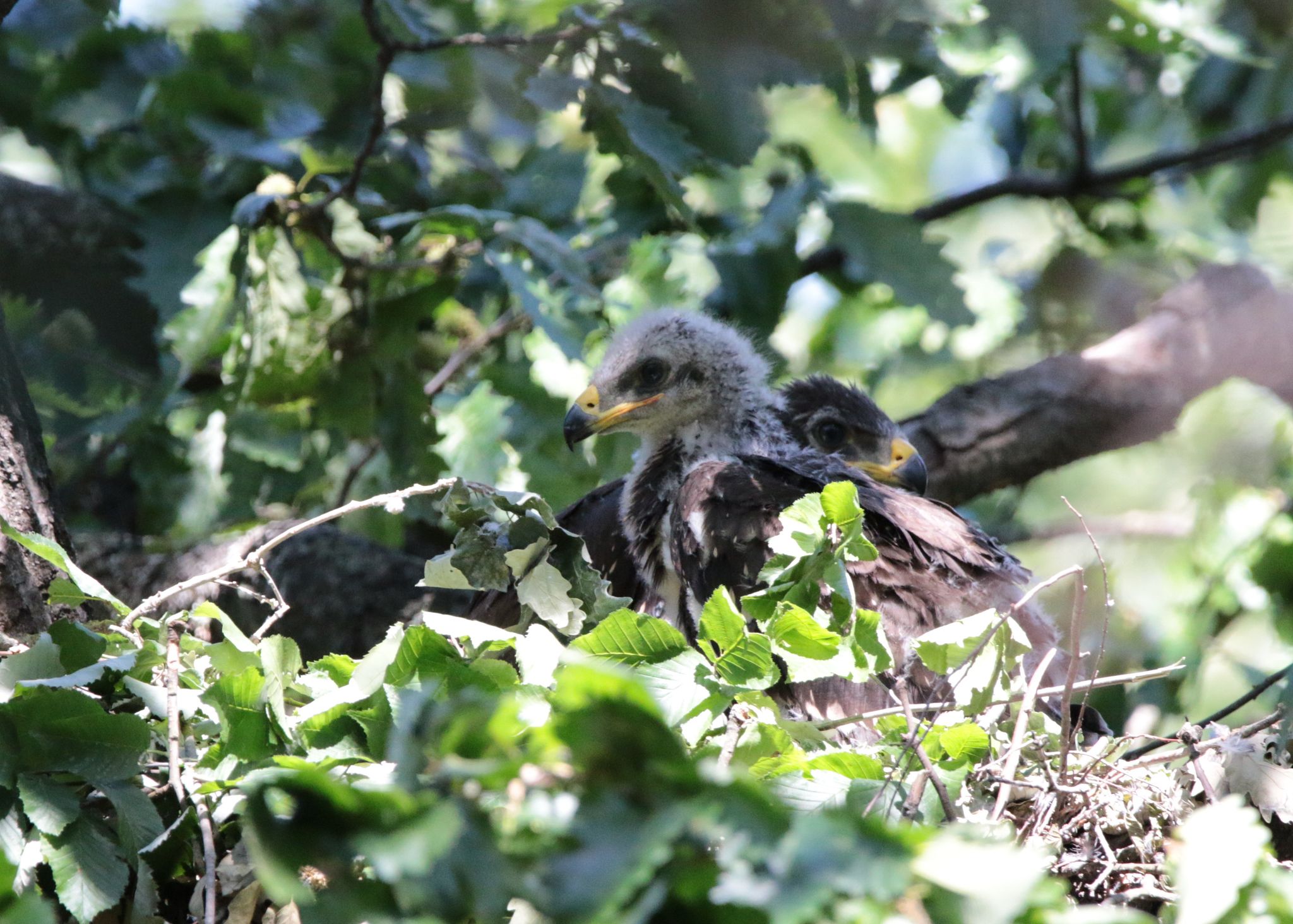 Mihail_Iliev (2).jpg