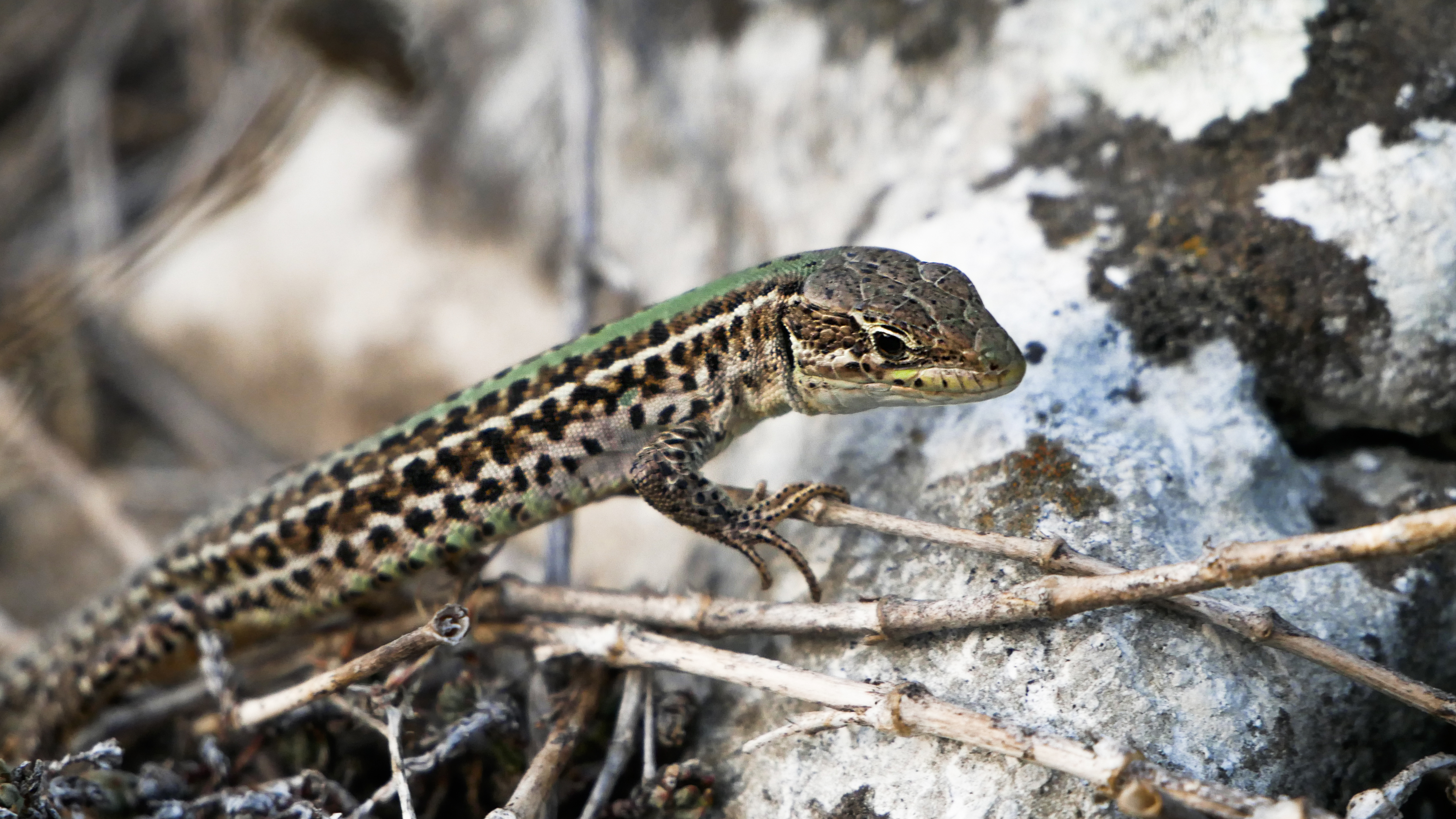 Pob kamani - Niki Manolov TVT (4).JPG