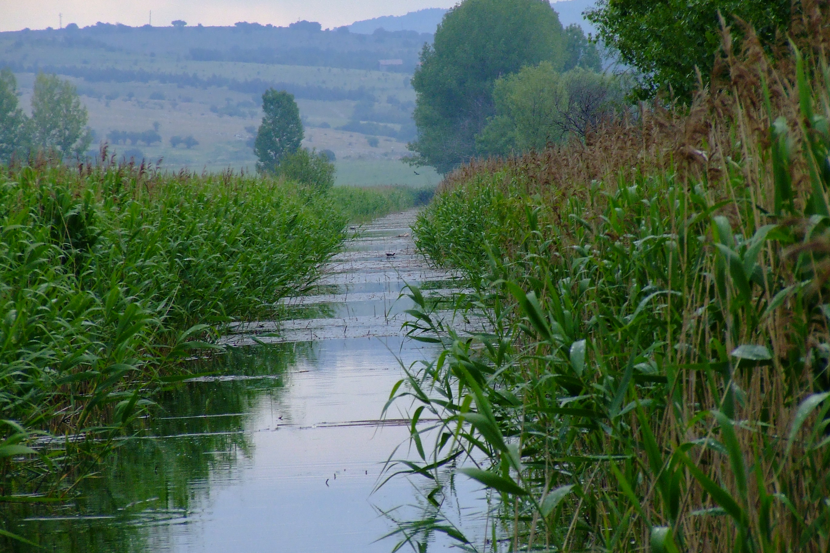 1. Dragoman Marsh_BALKANI.JPG