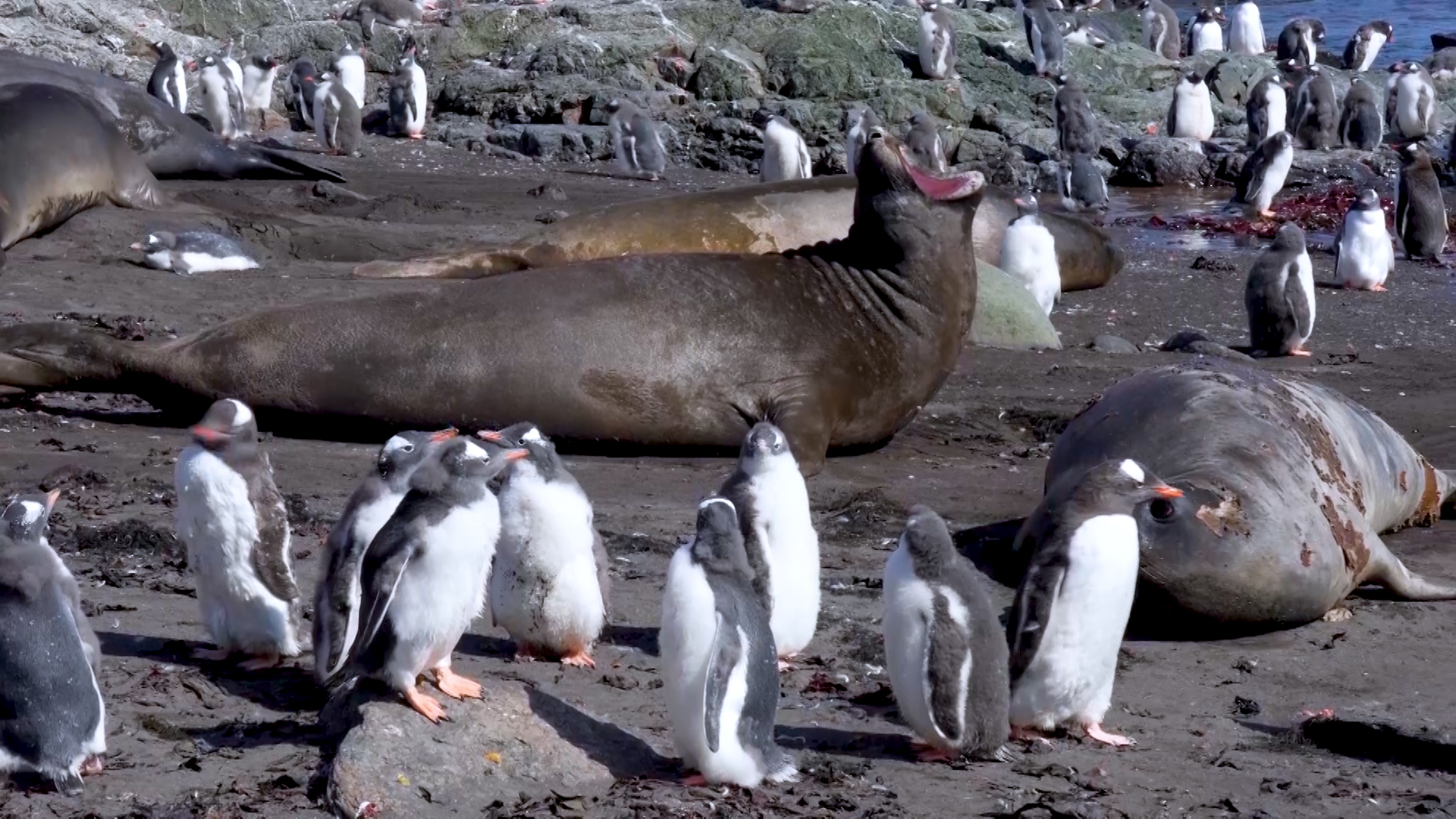 PINGVINITE i TEODOSII - 20.jpg