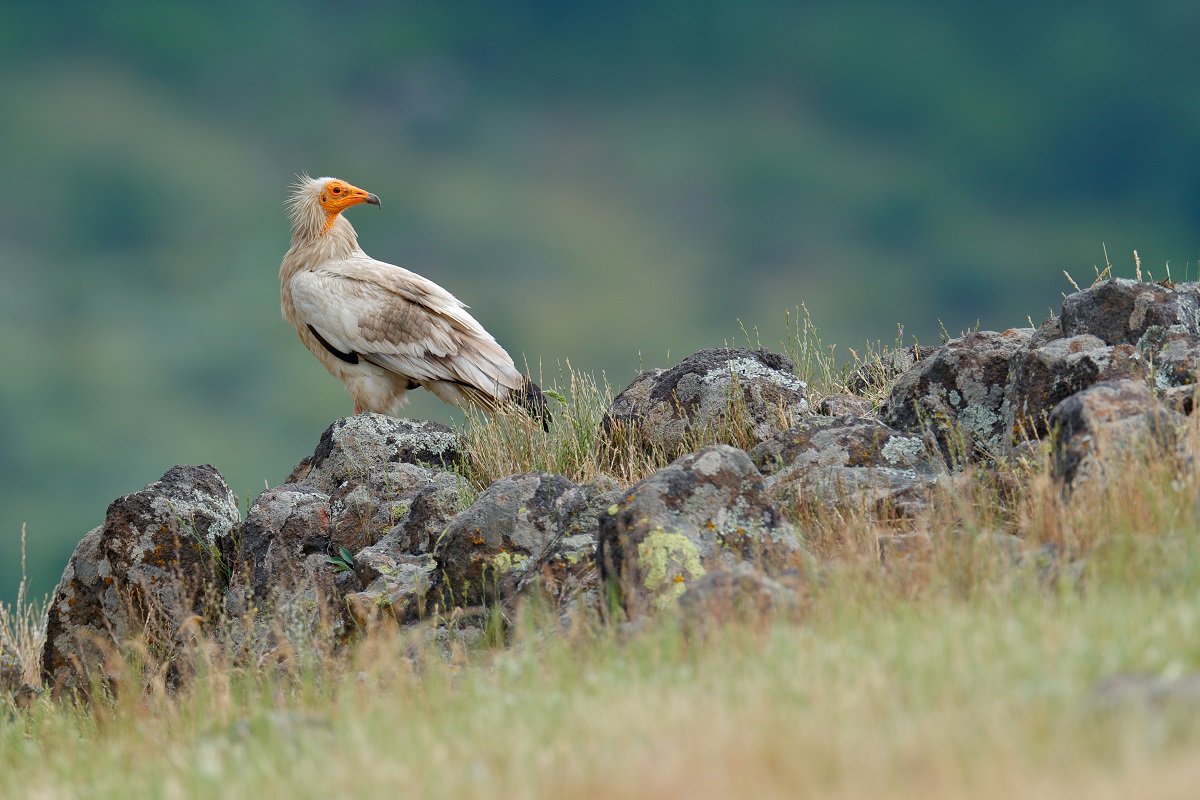 Egyptian vulture_website slider 3 %U00A9 Birdlife Europe - Flight for Survival.jpg