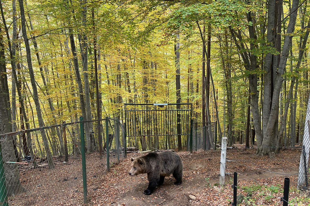 Bear Sanctuary Belitsa_3.jpg