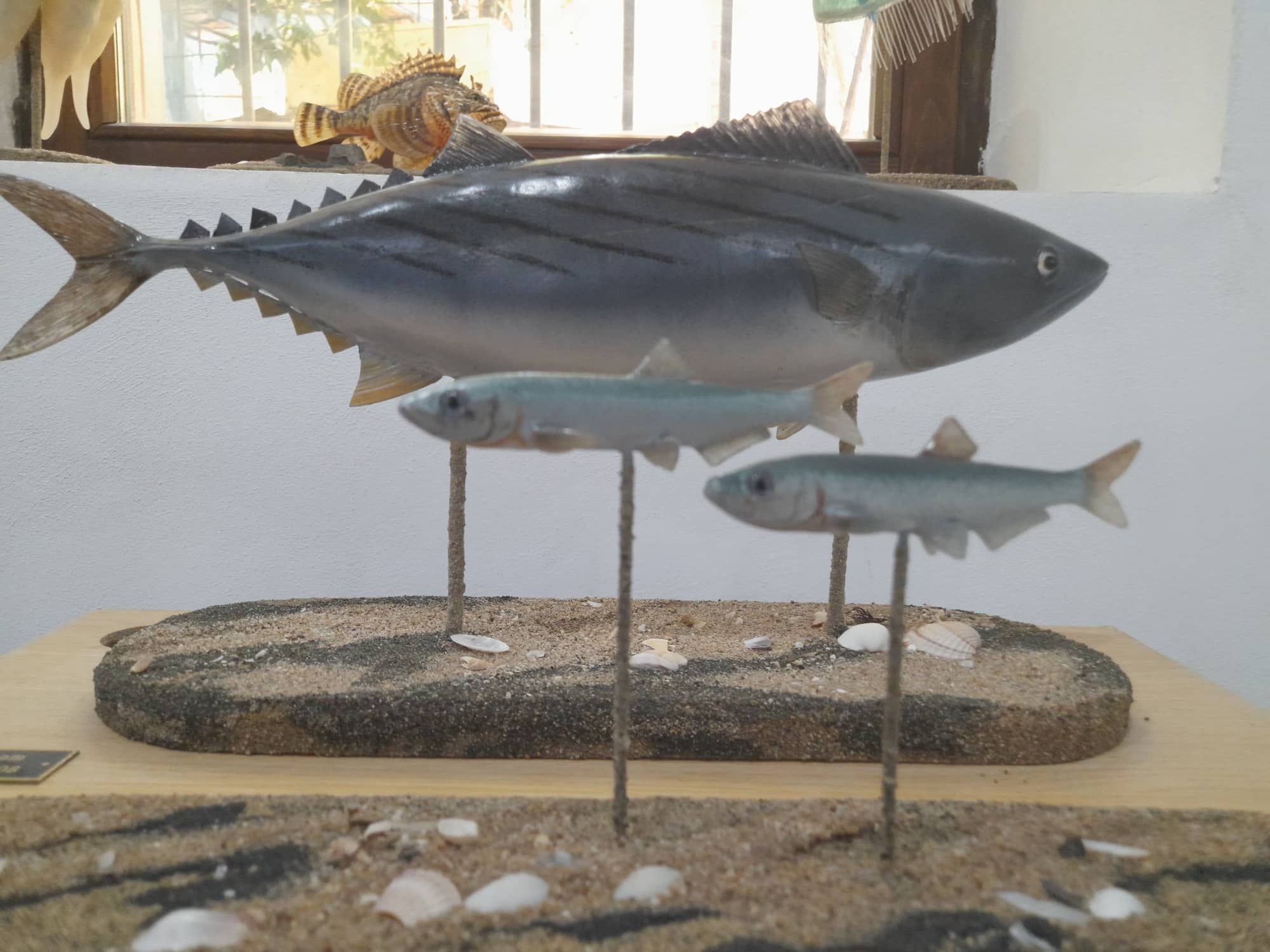 Изложба РИМ Бургас