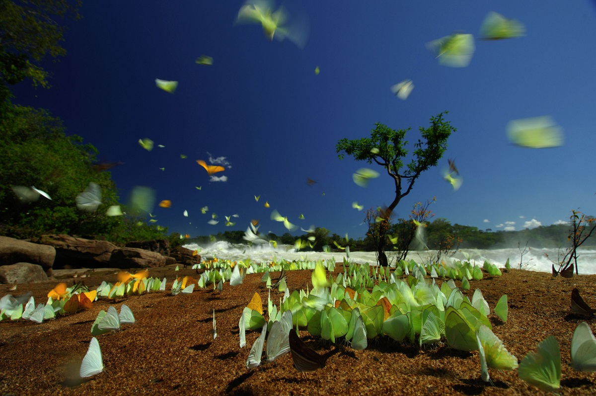 Butterflies near the Augusto Falls on the Juruena River, Brazil.jpg