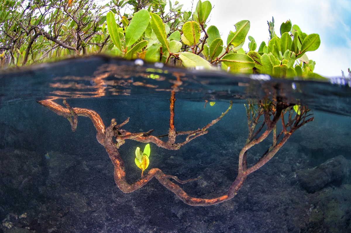 Mangrove, Los T%U00FAneles, Isabela island, Galapagos, Ecuador.jpg