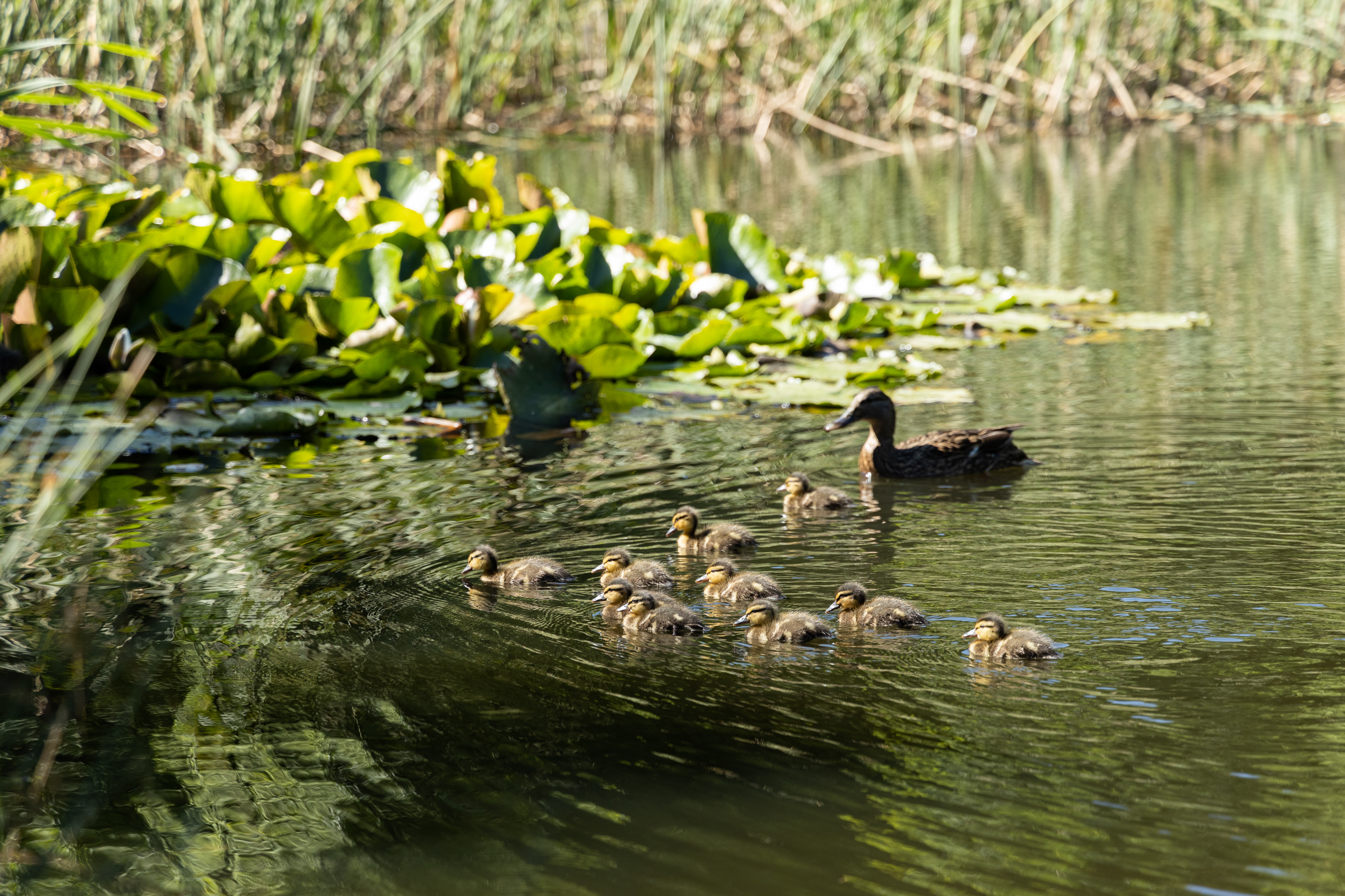 15-06-23-South-Park -SM- (12).JPG