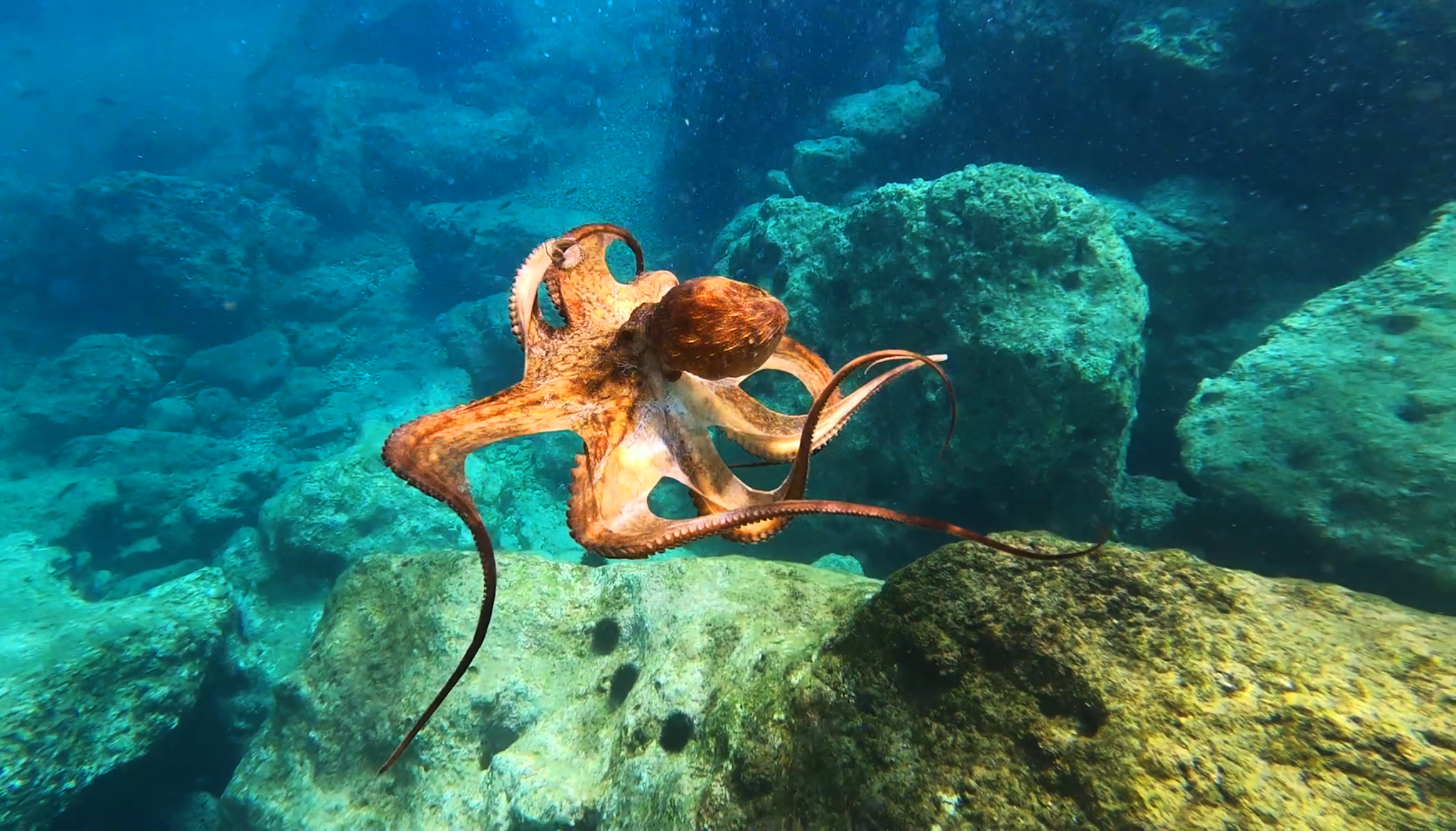 Sinqtq stihiq - Vukadinov (8).jpg