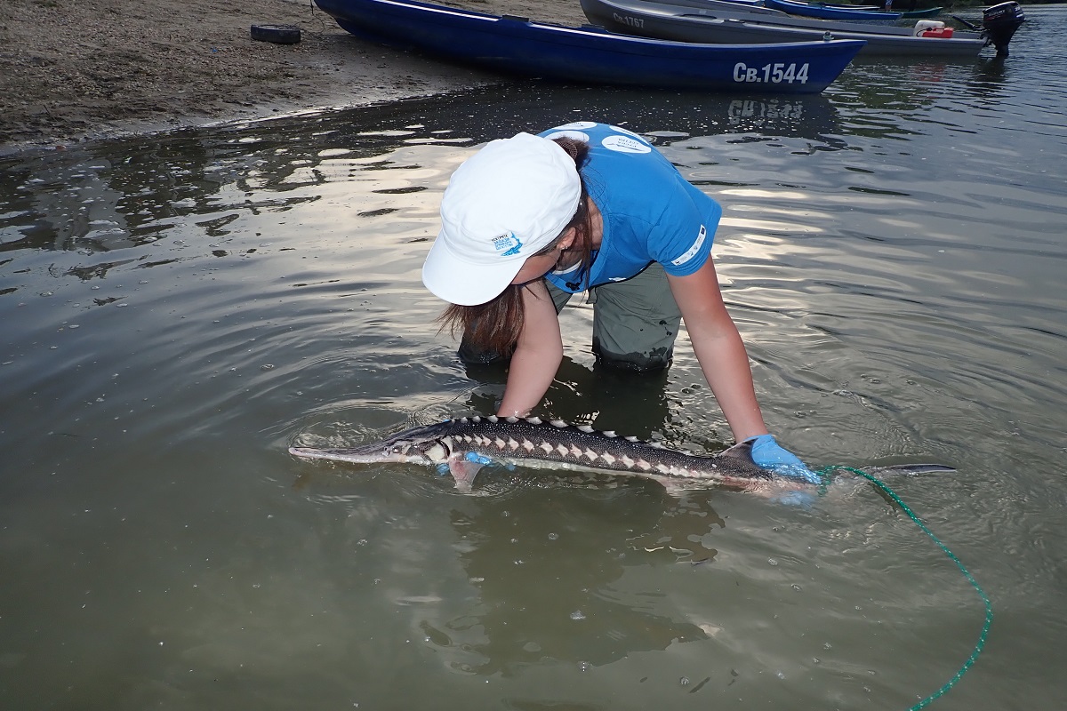 Stellate_Starry_WWF_Bulgaria_monitoring_%U00A9 WWF Bulgaria.JPG