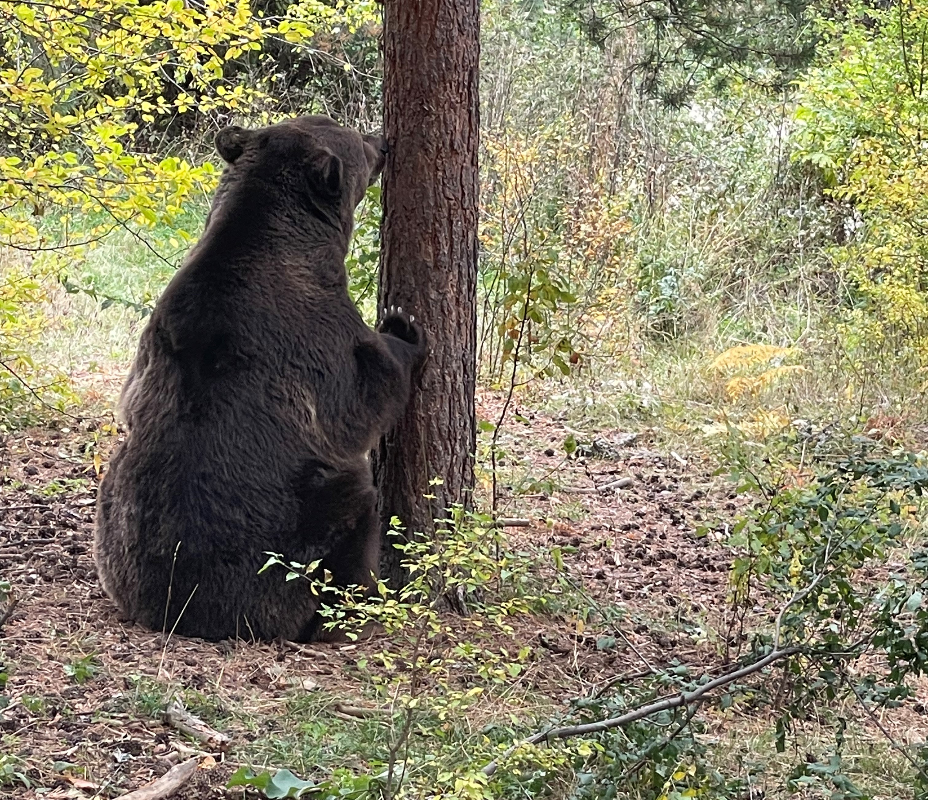 Bear Sanctuary Belitsa_2.jpeg