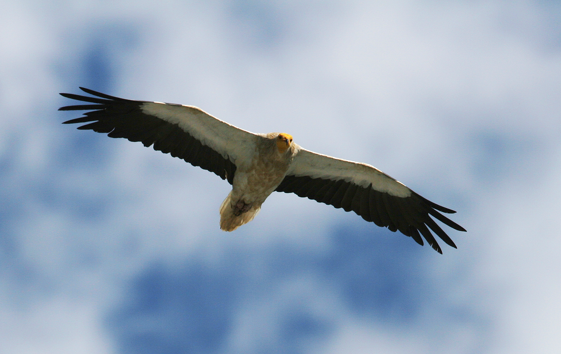 Египетски лешояд - сн. Мишел Менди.jpg
