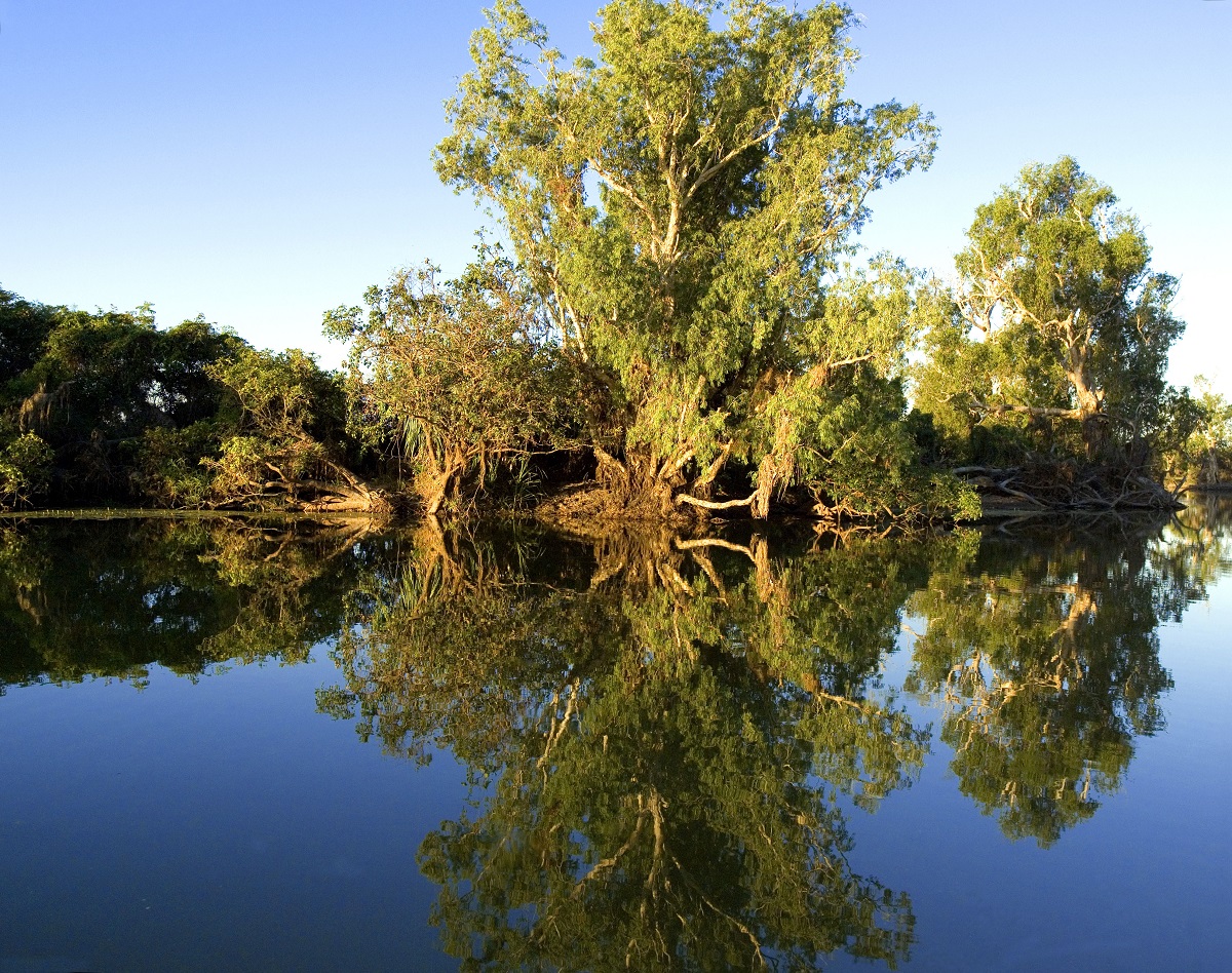 Eucalyptus, growing along Yellow Water river, Kakadu National Park, Northern Territory, Australia..jpg