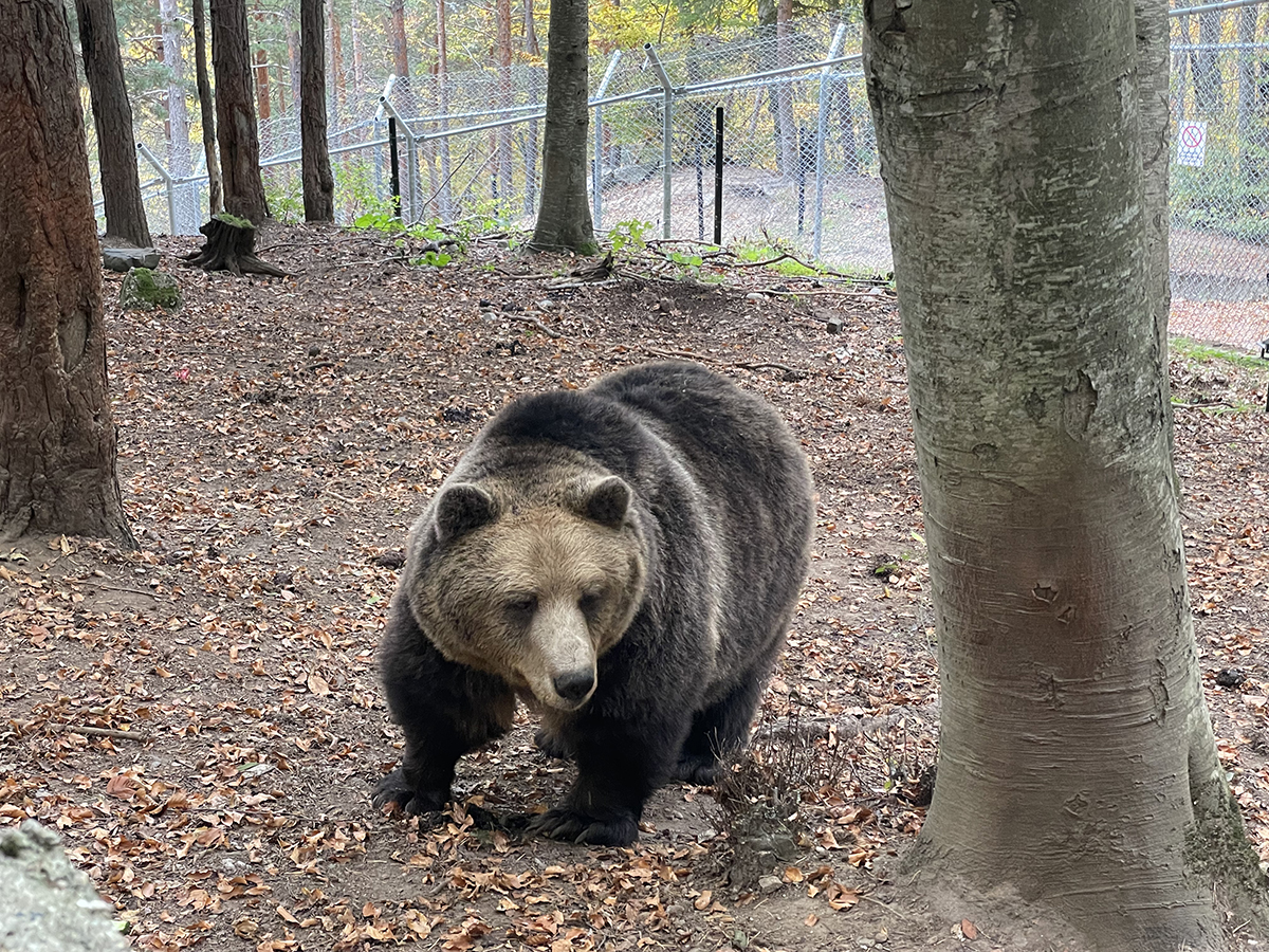 Bear Sanctuary Belitsa_4.jpg