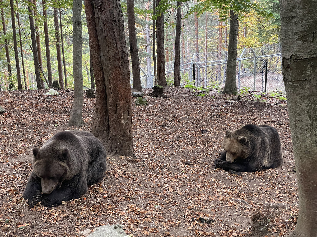 Bear Sanctuary Belitsa_5.jpg