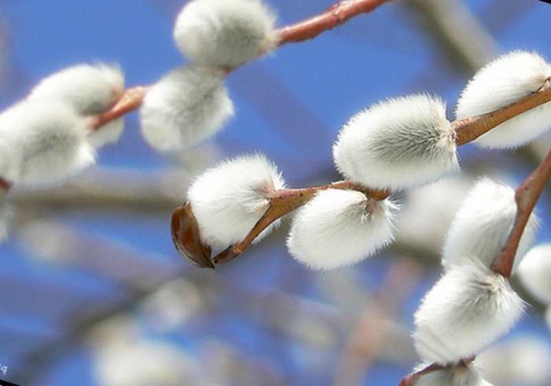 Върбова клонка