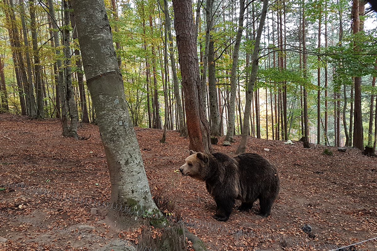 Bear Sanctuary Belitsa_1.jpg