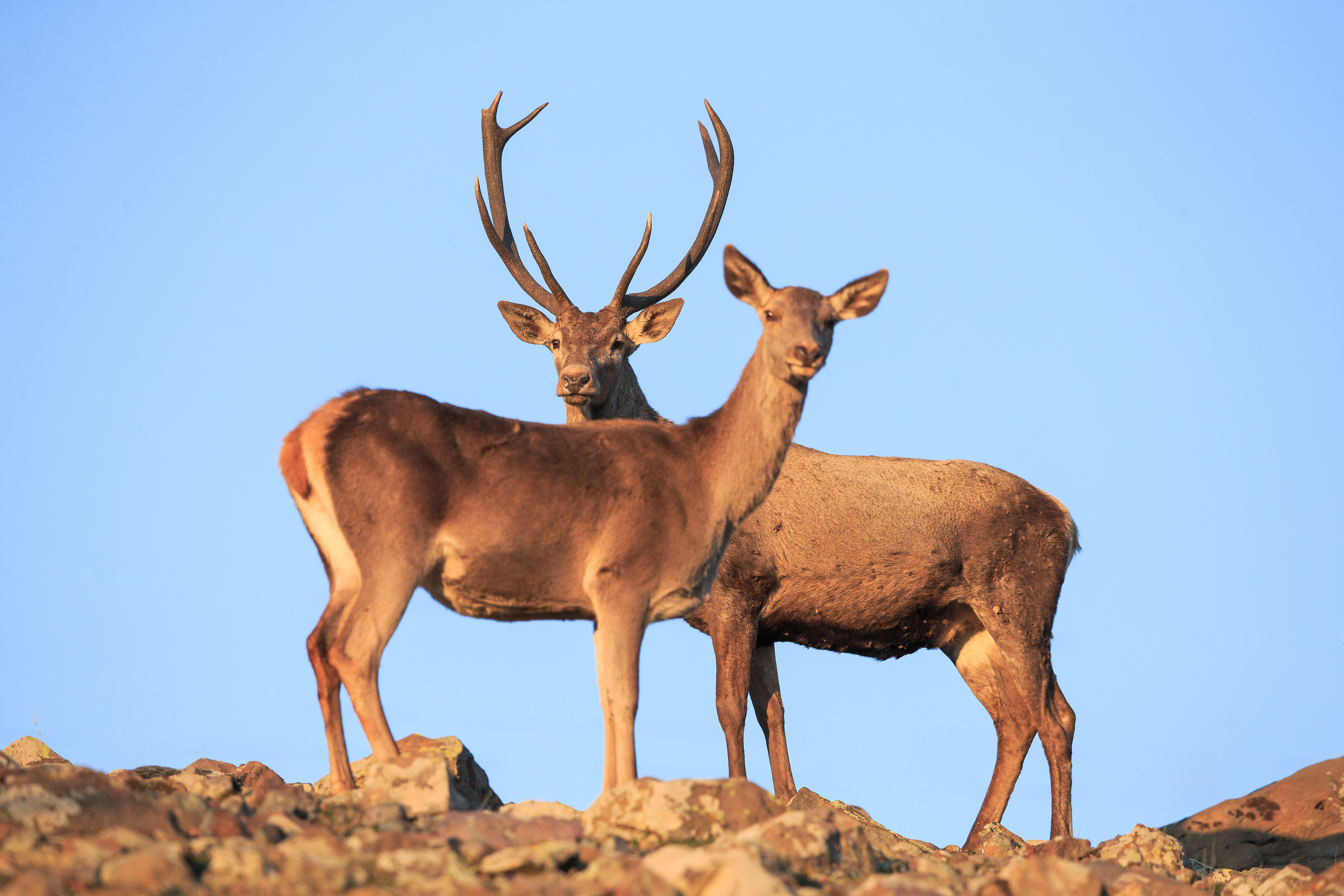 Благороден елен.jpg