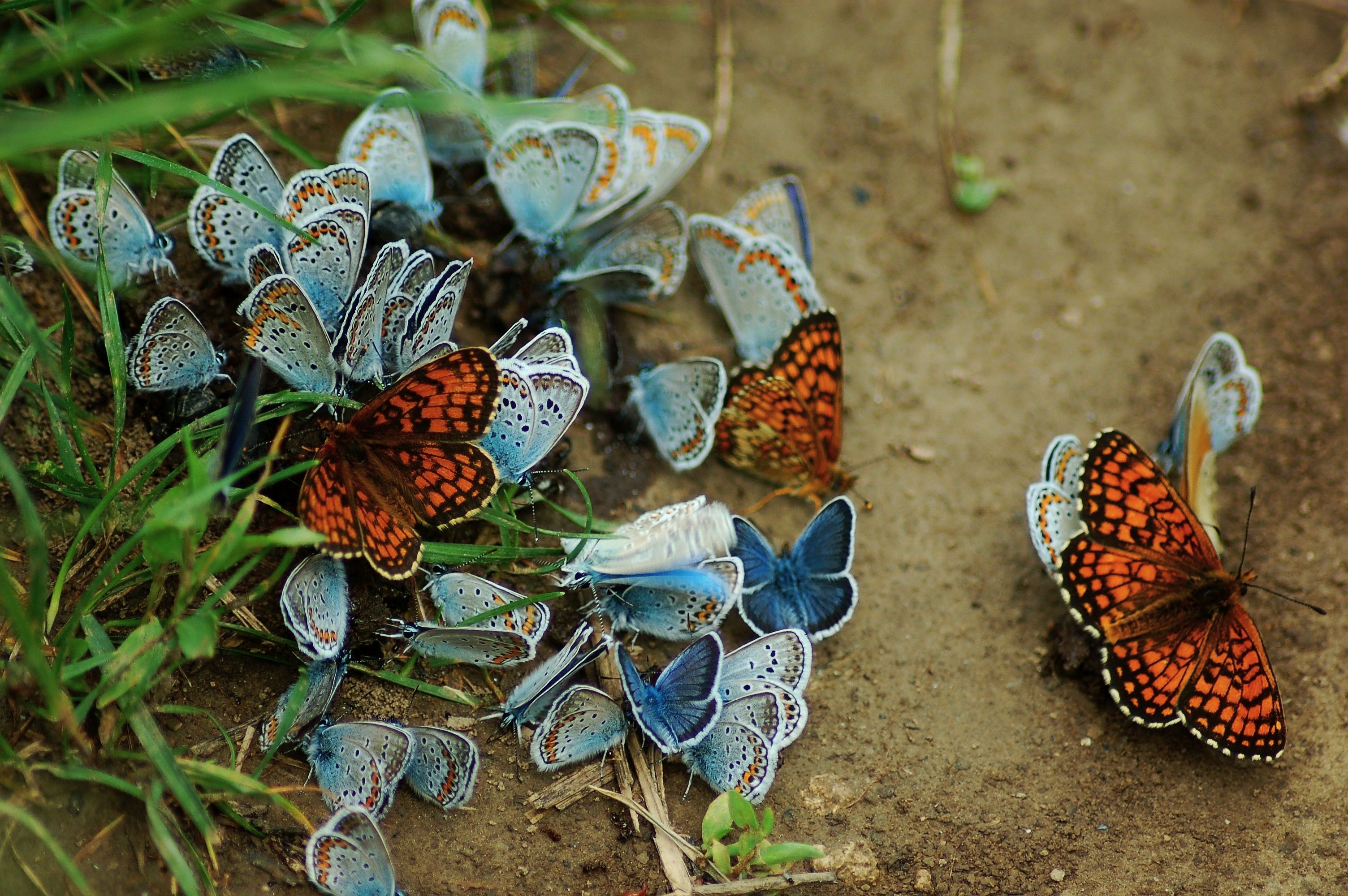 „НИЕ СМЕ ЦВЕТЯ“ - Пеперуди в Природен парк 'Русенски лом'