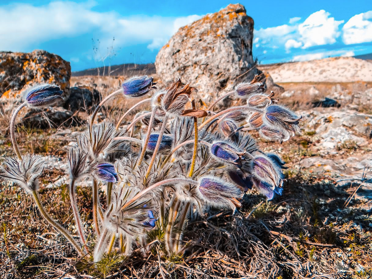 Pob kamani - Niki Manolov TVT (6).jpg