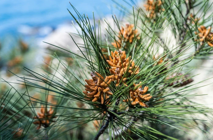 Калабрийски бор - Pinus brutia.png