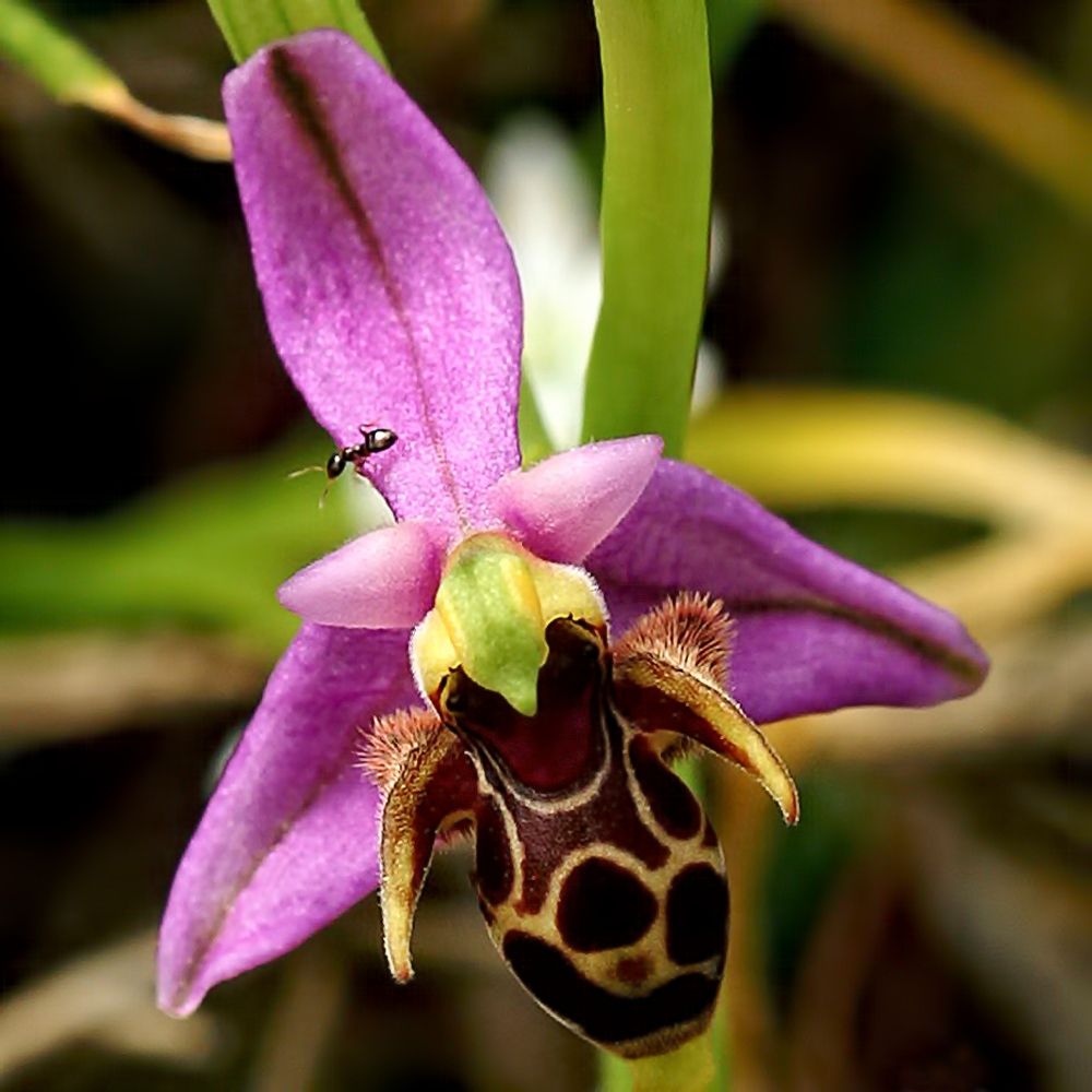 Двурога пчелица - Ophrys scolopax.jpg