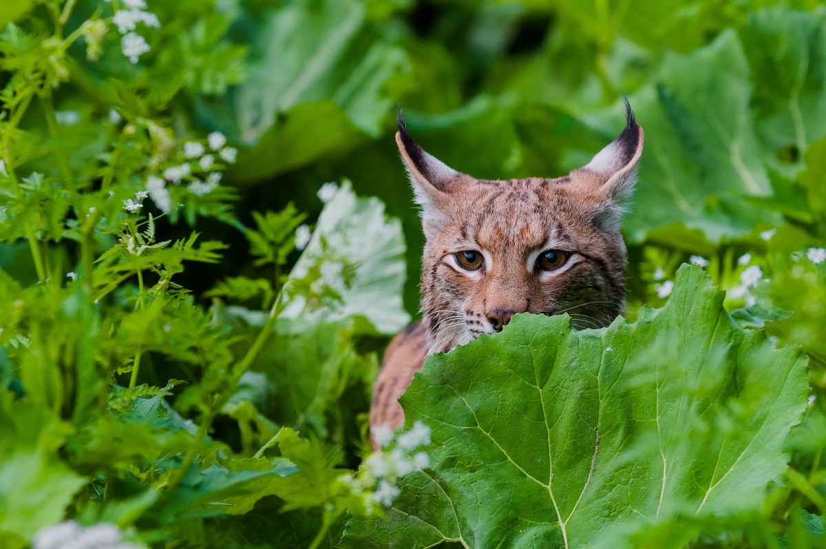 Lynx, National park Velka Fatra, Slovakia.jpg