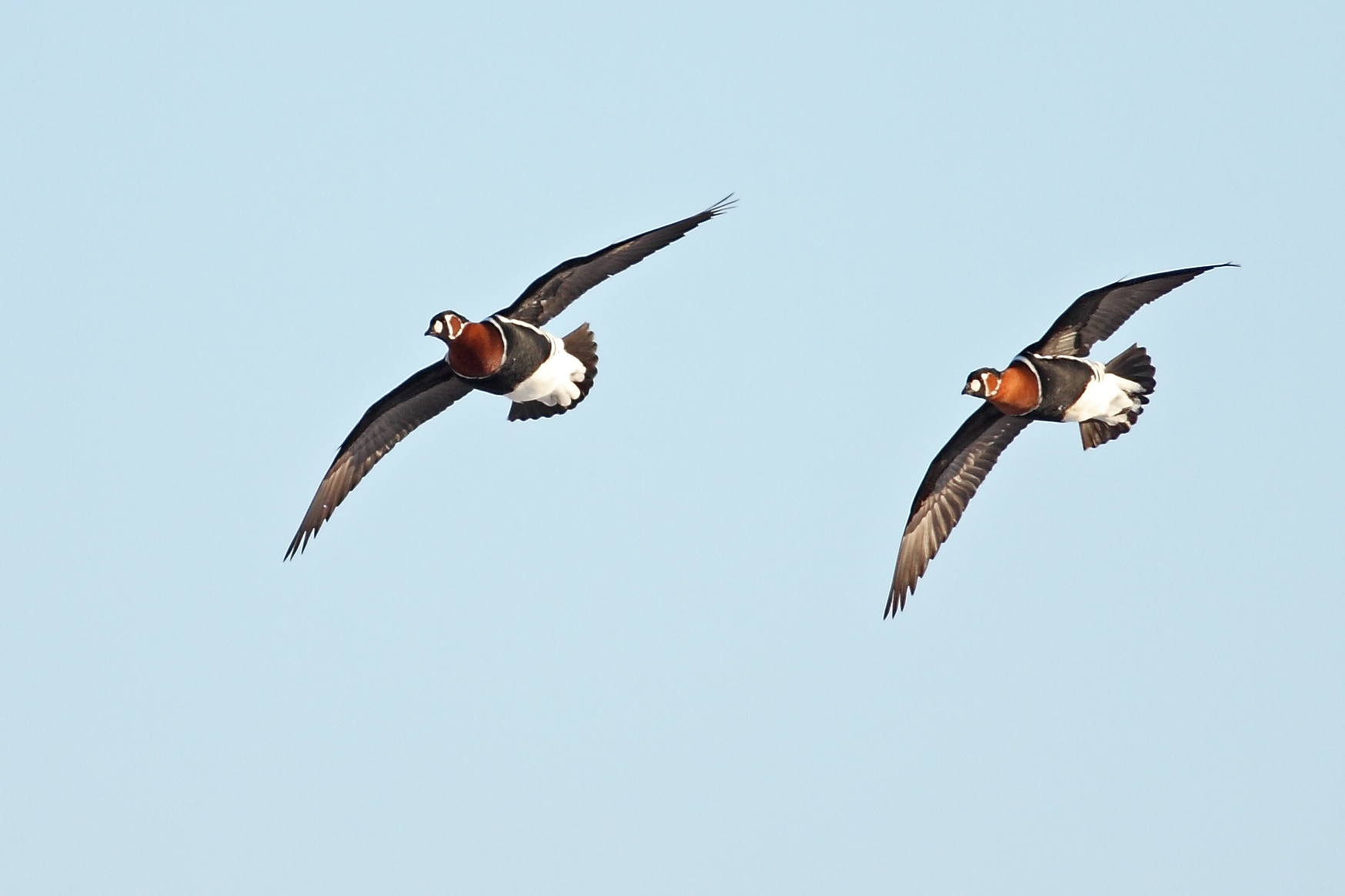 Червеногуша гъска - сн. Даниел Митев .jpg