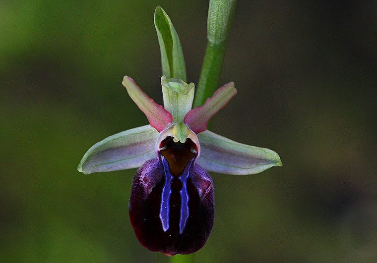 Паяковидна пчелица - Ophrys mammosa.jpg