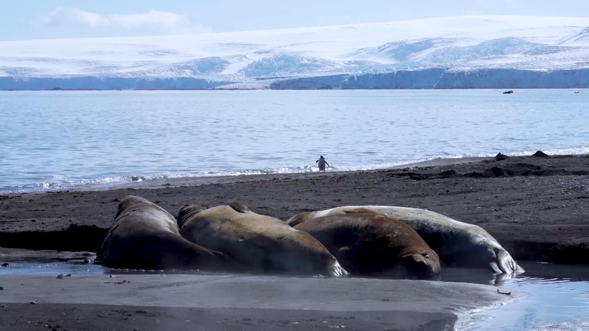 PINGVINITE i TEODOSII - 30.jpg