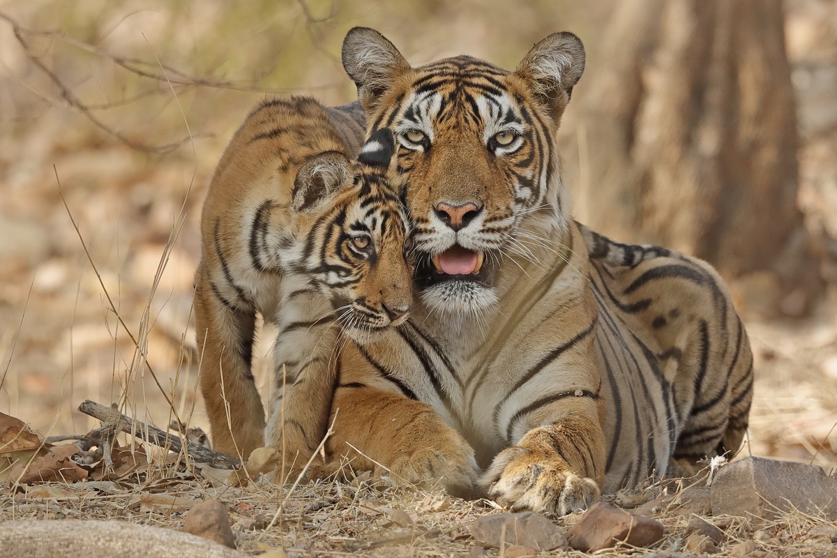 Bengal tiger, Rajhastan, India.jpg