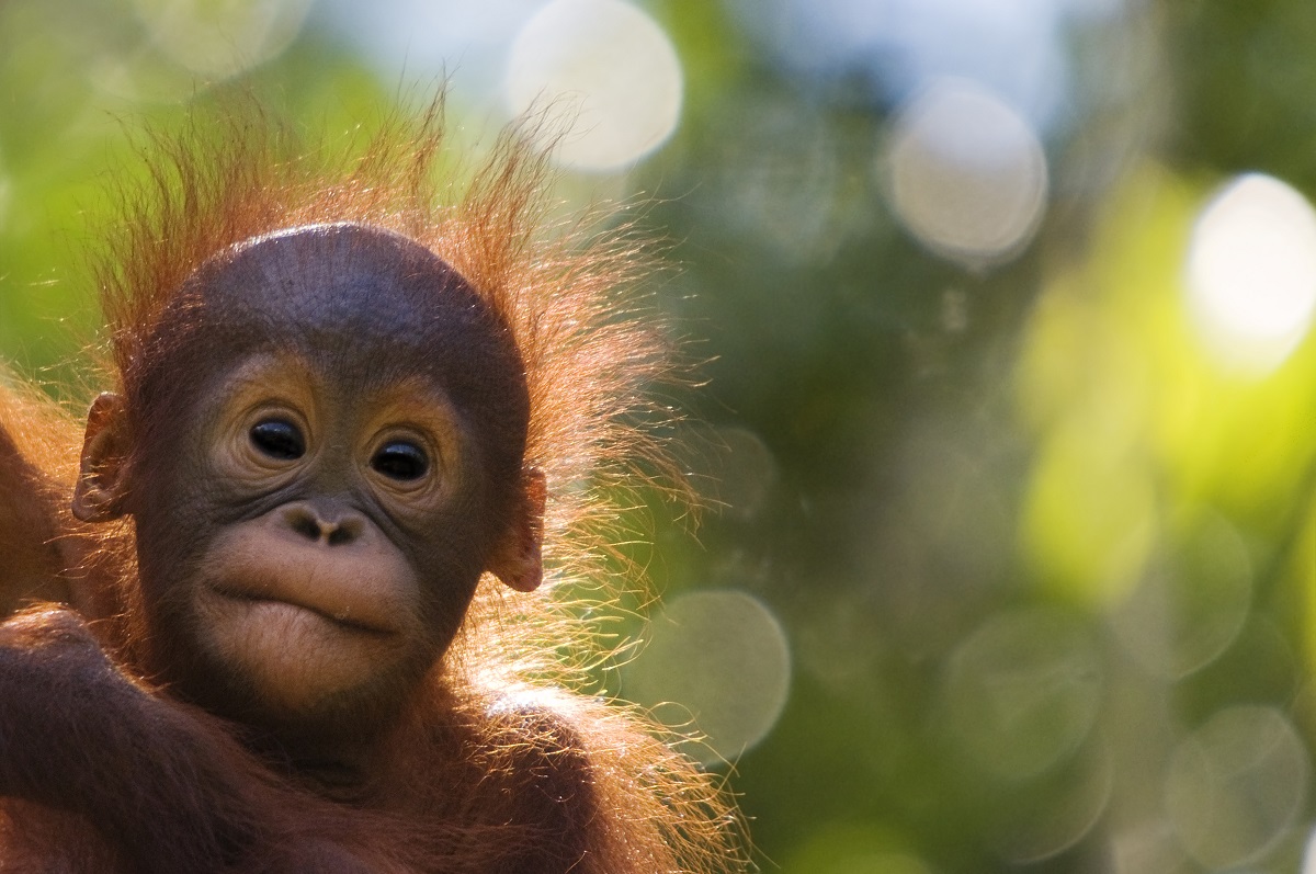 Orangutan baby, Borneo, Malaysia.jpg