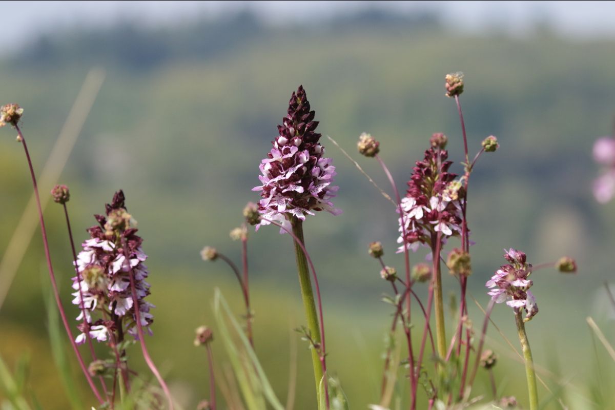 Пурпурен салеп - Orchis purpurea.jpg