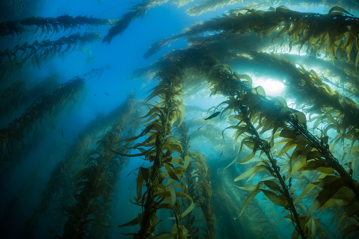 Giant kelp is one of the fastest growing of all plants and can grow 50 cm a day.jpg